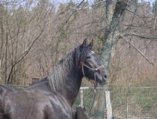  Semental Tornado de la Granja 